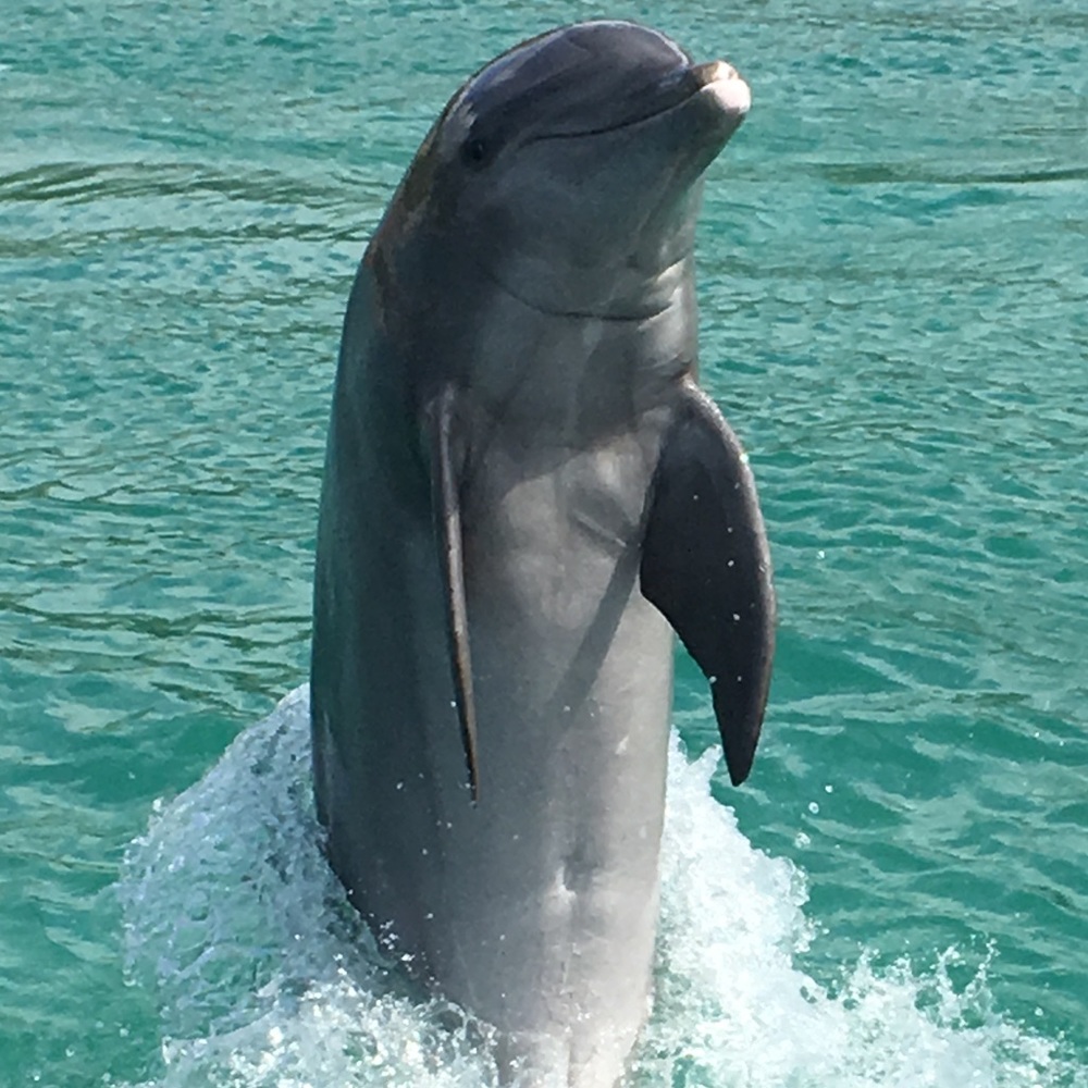 Meet your Posher, Hugh